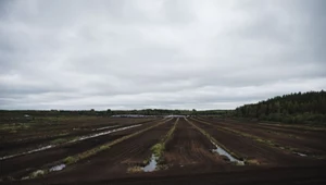 Pole torfowe w fińskim Sippola.