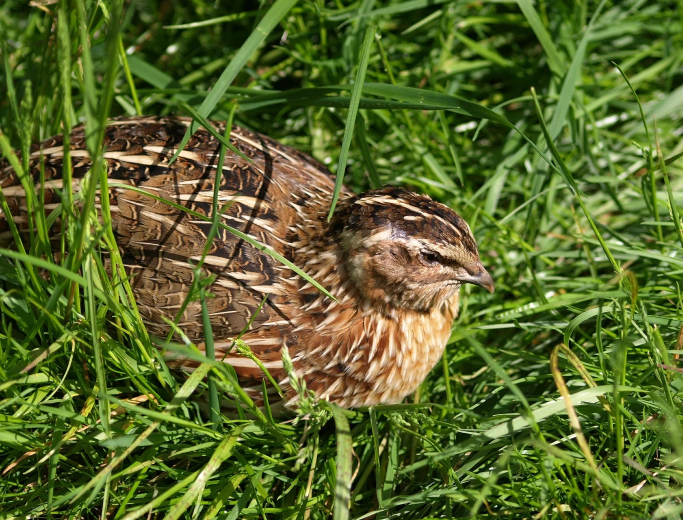 Przepiórka zwyczajna