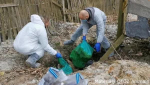 Na terenie pseudohodowli psów w Starej Hucie odnaleziono prawie 250 padłych zwierząt