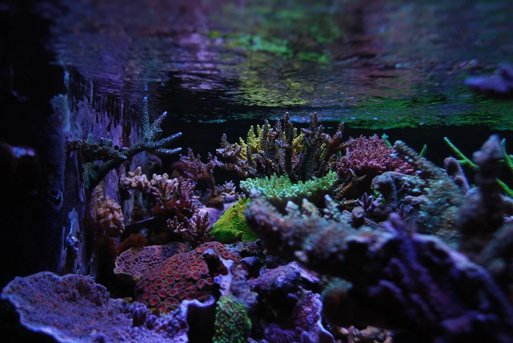 Koralowce z Morza Czerwonego przez tysiąclecia dostosowały się do wyższych temperatur