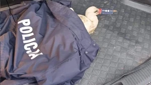 Funkcjonariusze "awansowali" bociana na... aspiranta.