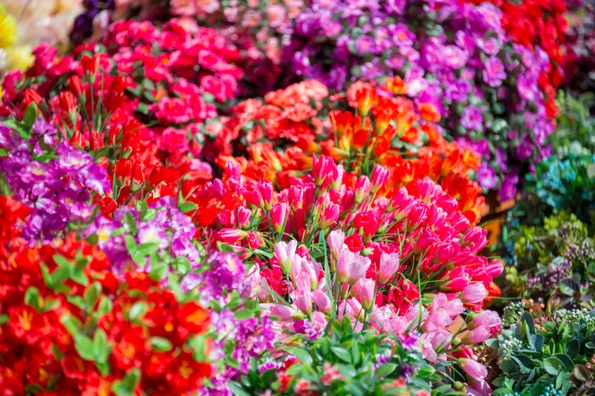 Na giełdzie w Broniszach zaczął się sezon. Ceny nie są niskie. Zdj. ilustracyjne