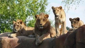 Osiem lwów w zoo zakażonych koronawirusem