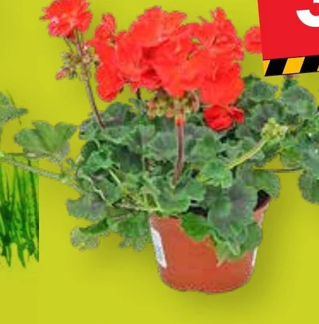 Pelargonia