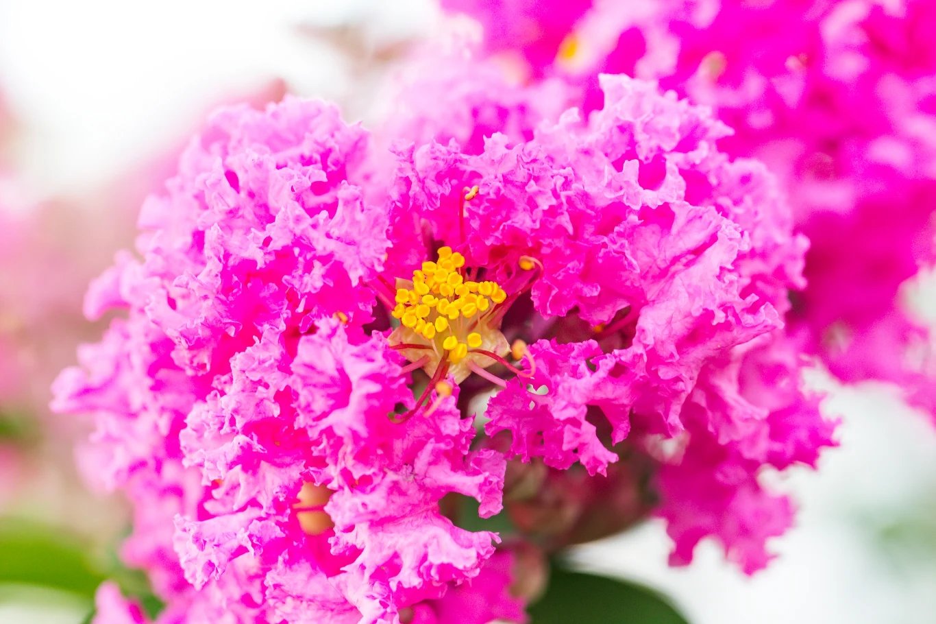 Lagerstremia kwitnie obficie przez około 120 dni w roku Lagerstremia kwitnie obficie przez około 120 dni w roku