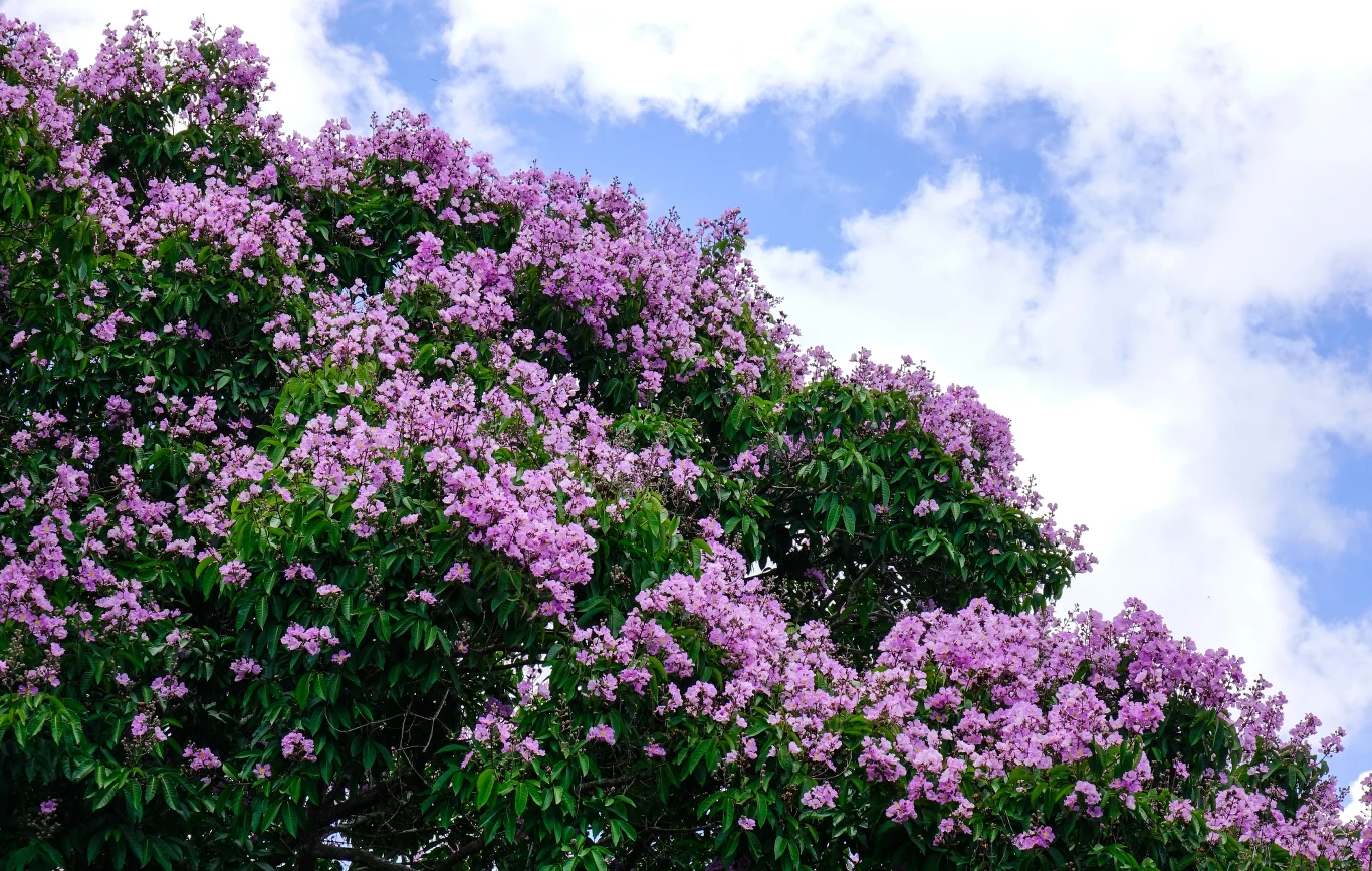 Lagerstremia kwitnie obficie przez 120 dni w roku