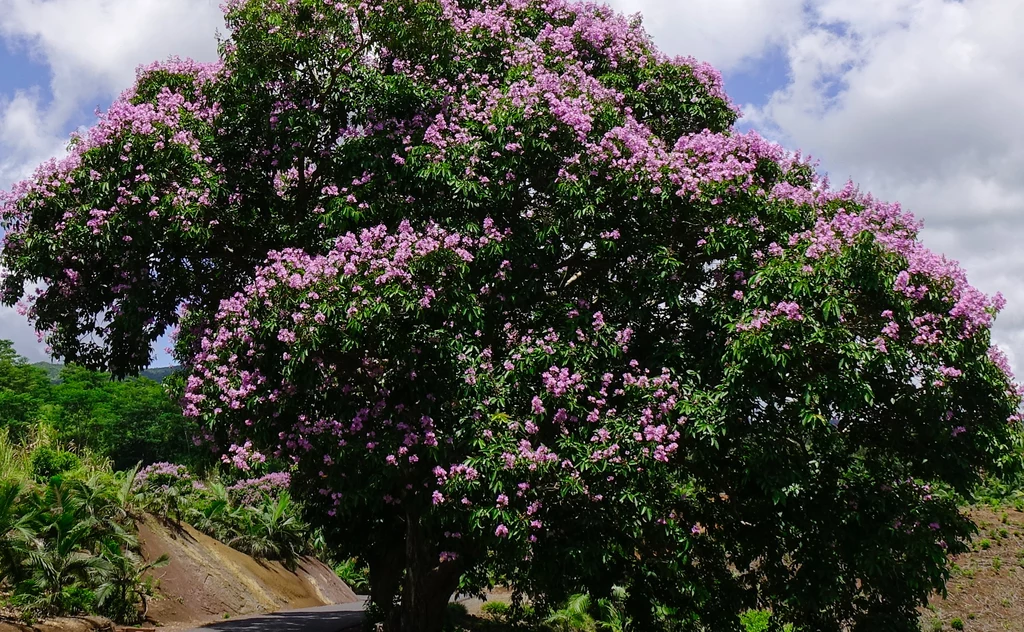 Lagerstremia osiąga imponujące rozmiary