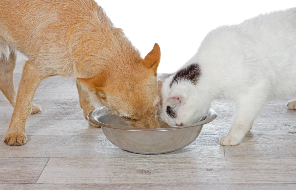 Przetworzona karma dla kotów i psów to niewystarczający posiłek