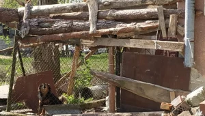 Psy pogryzły 10-letniego chłopca