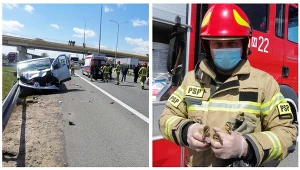 Małe kaczki doprowadziły do groźnego wypadku