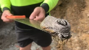 Nieprawdopodobne odkrycie. Ćma gigantycznych rozmiarów