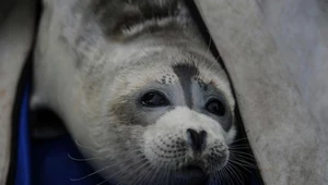 ​W Morzu Kaspijskim giną chronione foki, władze winią kłusowników