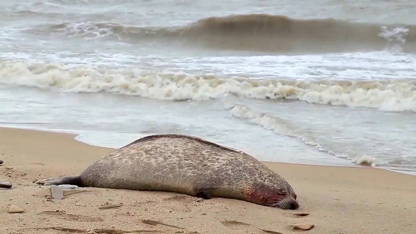 To nie pierwszy taki przypadek na Morzu Kaspijskim. W grudniu 2020 r. na tamtejszych plażach odnaleziono 300 martwych fok. To nie pierwszy taki przypadek na Morzu Kaspijskim. W grudniu 2020 r. na tamtejszych plażach odnaleziono 300 martwych fok.