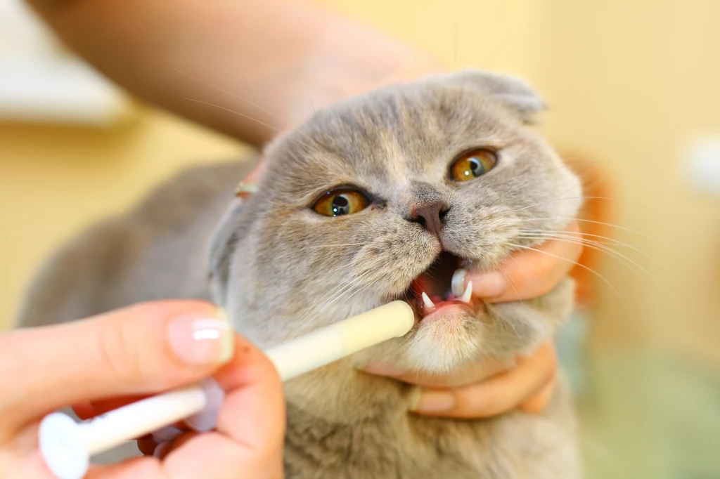 Chorego kota można karmić przez strzykawkę