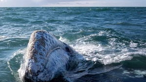 Wieloryb Wally zgubił się na Morzu Śródziemnym