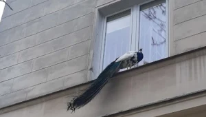 Paw siedział na parapecie jednego z budynków