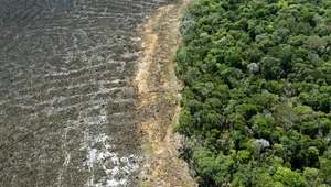 Największa w historii​ wycinka lasów w brazylijskiej Amazonii 