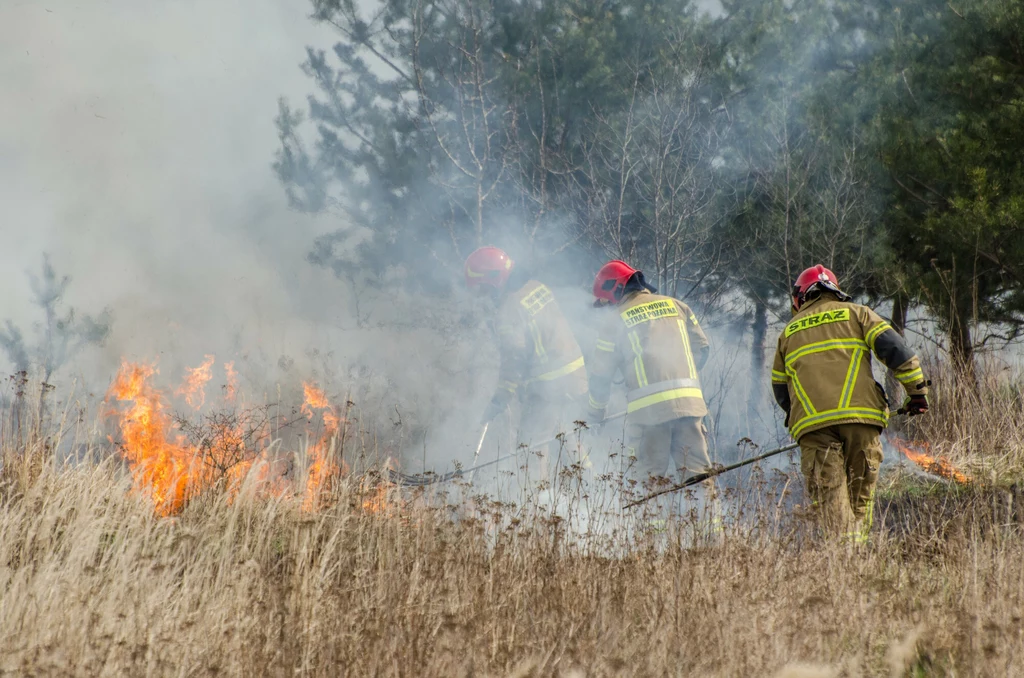 Strażacy z Zielonej Góry i Świdnicy przez kilka godzin gasili płonące trawy i krzaki.
