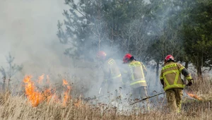 Już ponad 11 tys. pożarów wywołanych wypalaniem traw 