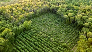 ​Mit: Drzewa ocalą nas przed globalnym ociepleniem