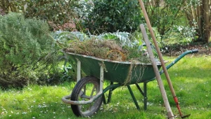 Chwasty trzeba usuwać z działki regularnie