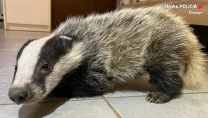 Małym borsukiem najpierw zaopiekowali się policjanci i strażacy, a następnie trafił do specjalnego ośrodka