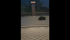 Bóbr na ulicach Gniezna, źródło: KPP Gniezno 