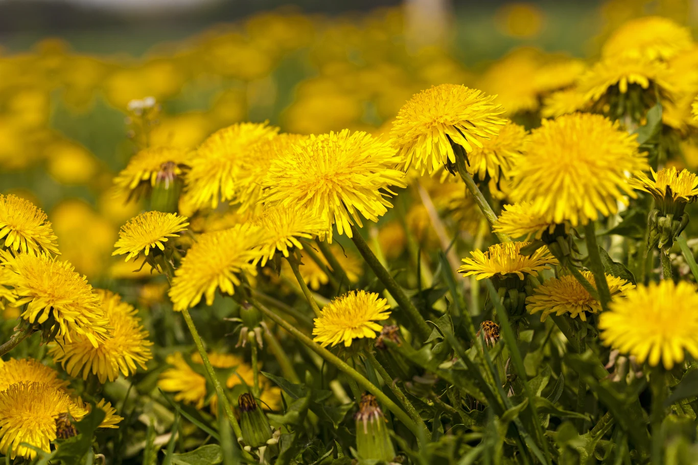 Mniszek lekarski rośnie prawie wszędzie Mniszek lekarski rośnie prawie wszędzie