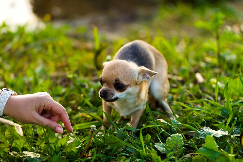 Chihuahua to psy, które mogą żyć nawet 20 lat.