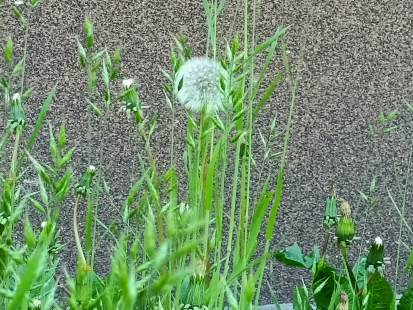 Zoom x5 Zoom x5