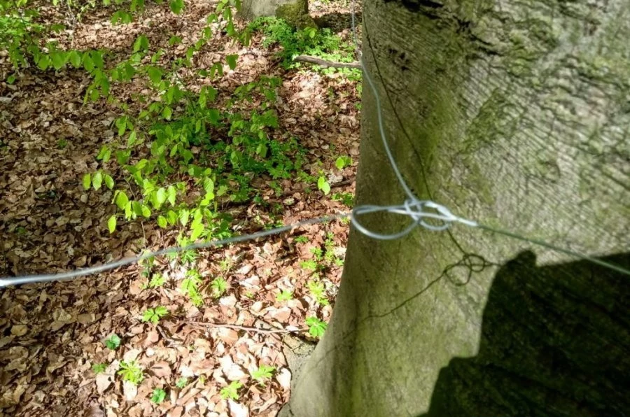 Rozciągnięte w lesie stalowe linki