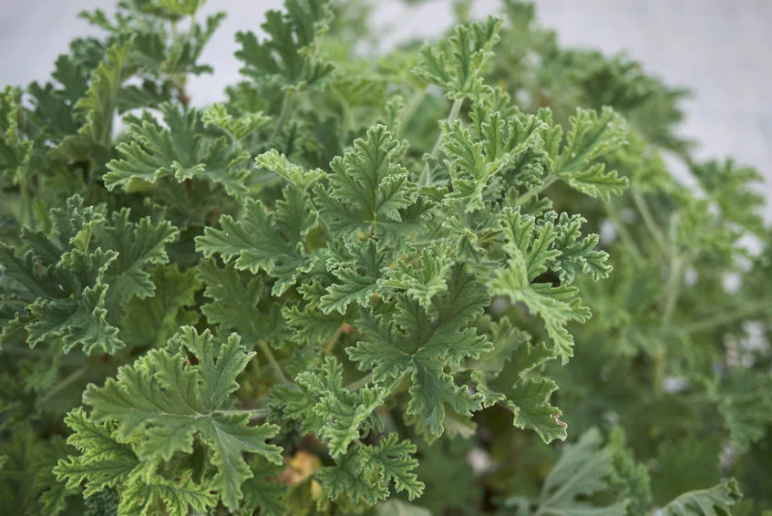 Liście pelargonii pachnącej zawierają mnóstwo olejków eterycznych 