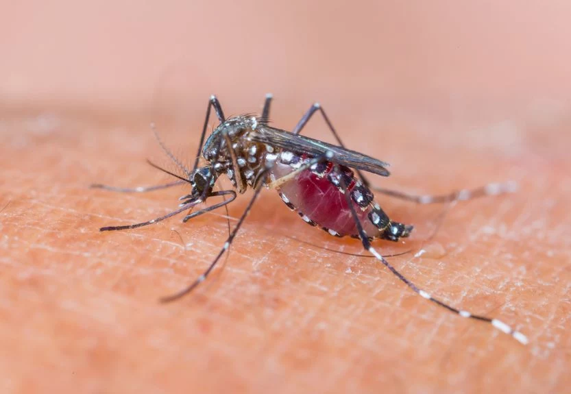 Komary masowo atakują wczesnym rankiem i wieczorem