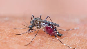 Kogo najczęściej gryzą komary? Naukowcy znają odpowiedź