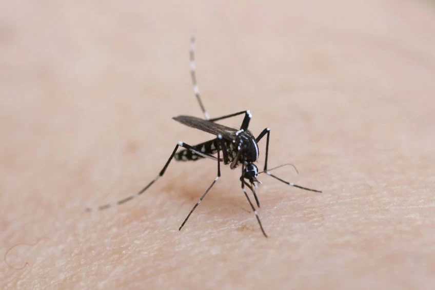 Na ukąszenia komarów świetnie zadziała natka pietruszki