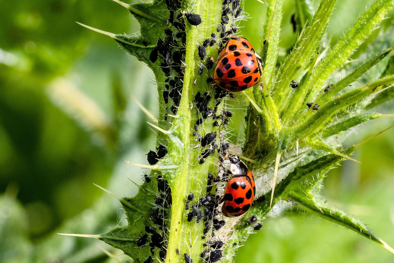 Biedronka azjatycka (Harmonia axyridis). Biedronka azjatycka (Harmonia axyridis).