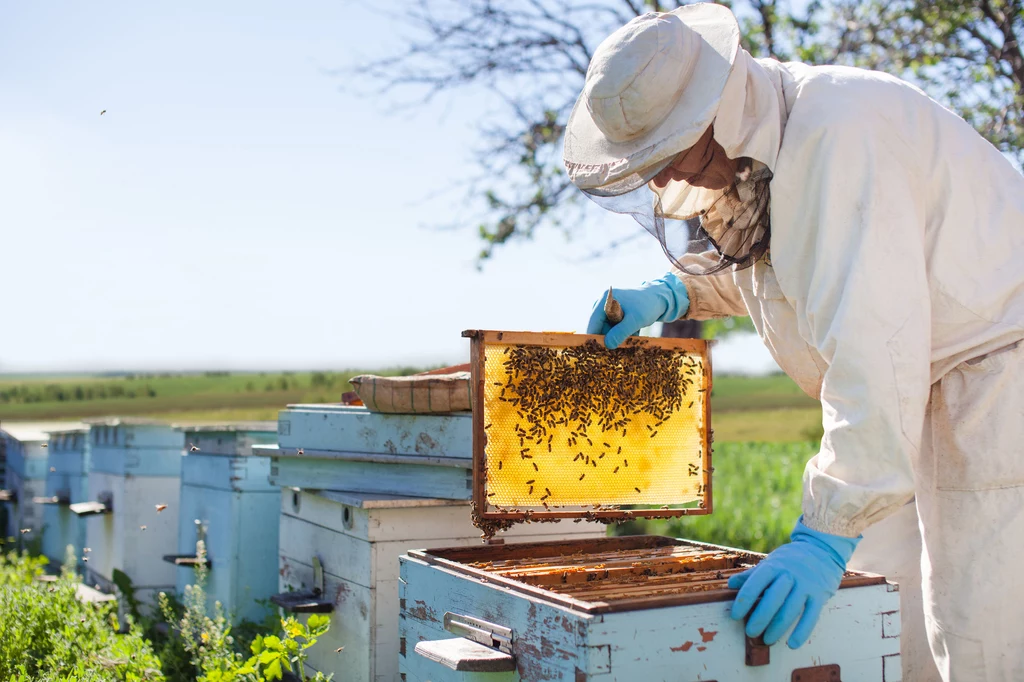 Izolator chmary to urządzenie, które wspiera pszczelarzy w walce z tak groźnym przeciwnikiem jak warroza 