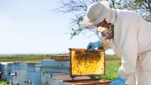 Sposób na groźną chorobę pszczół 