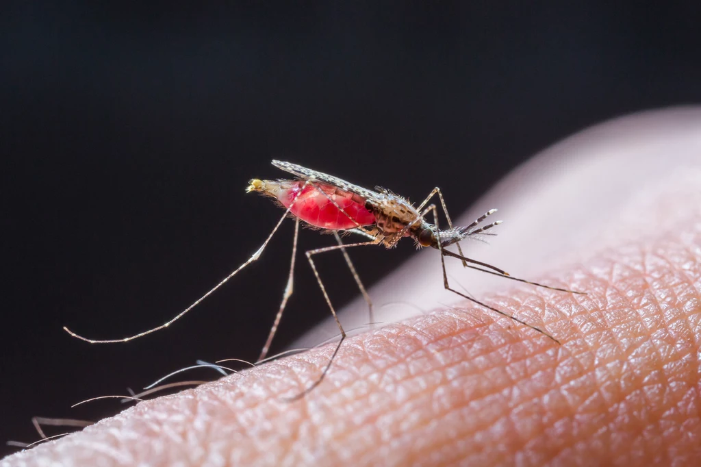 Komary latem atakują ze zdwojoną siłą