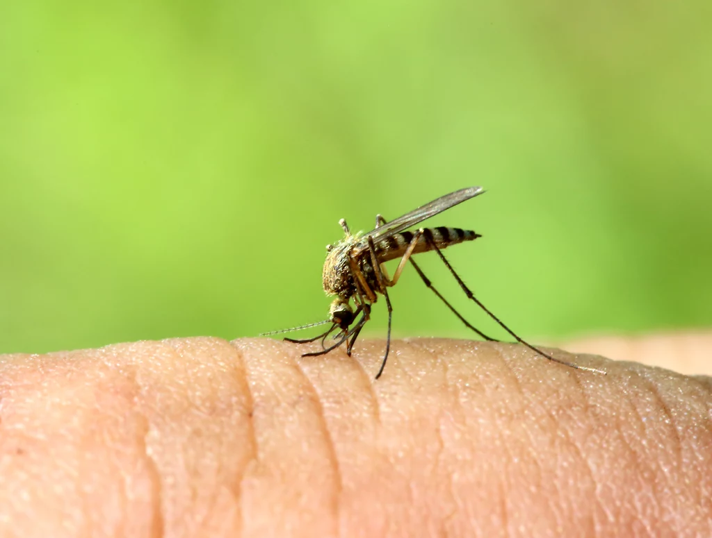 Komary nie lubią zapachu olejów eterycznych wydzielanych przez pelargonie
