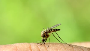 Jakie rośliny odstraszają komary?