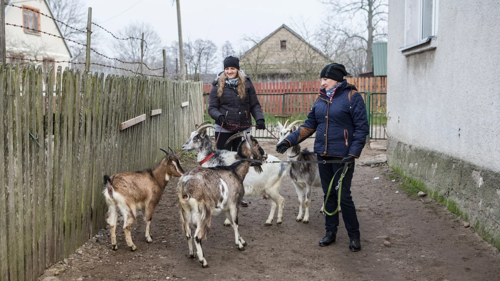 Kolejne kozy pojawią się w gospodarstwie