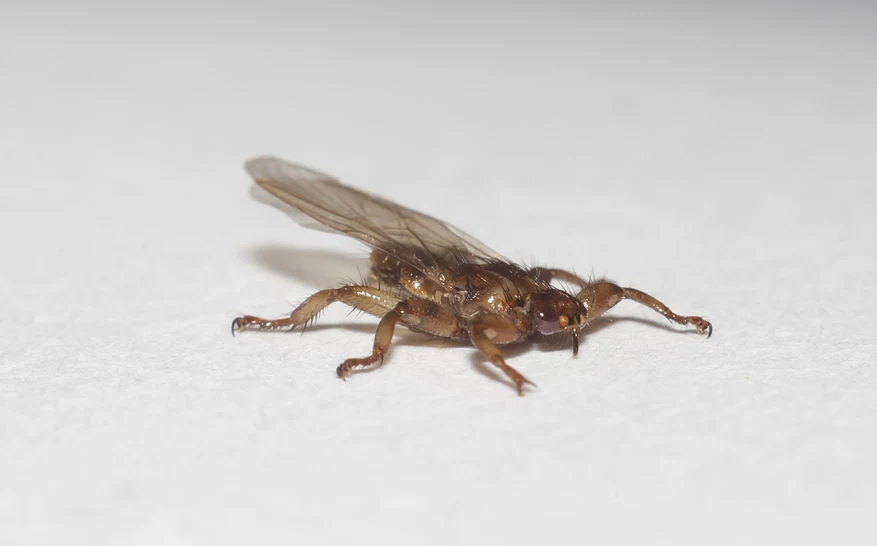 Strzyżak sarni może boleśnie ukąsić człowieka