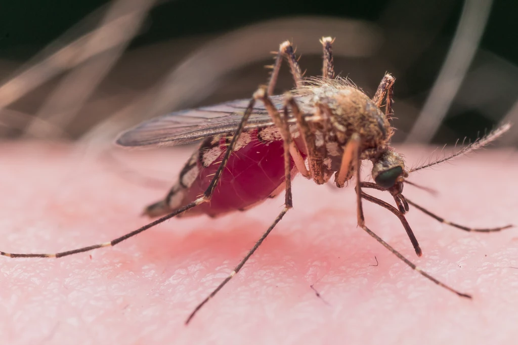 W niektórych częściach świata ugryzienie komara może oznaczać rozwinięcie się malarii
