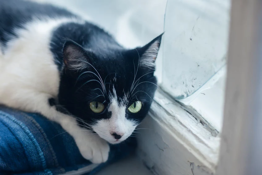 Zainfekowane pasożytami koty są bardzo często osowiałe
