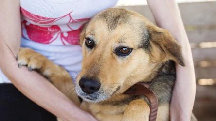 Kiedy adopcja psa jest dobra dla zwierzęcia i ma szansę się udać?