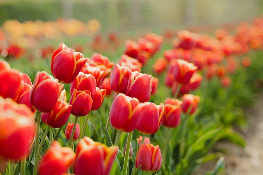 Cebulki tulipanów sadzimy na przełomie września i października. 