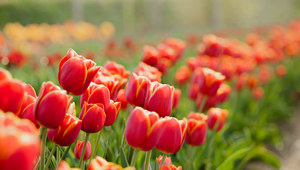 Tulipany.