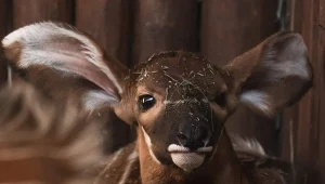 Mała antylopa bongo czeka na imię