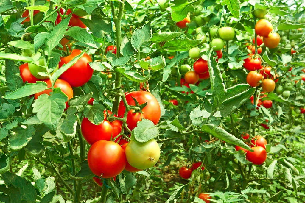 Uprawy pomidorów często atakują choroby grzybowe